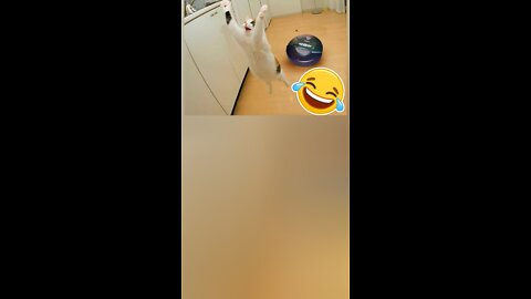 Cat fights with robot vacuum cleaner🤣