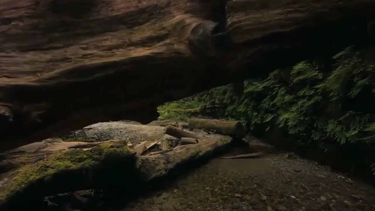 Forest 4K & HD Stock Videos Free stock footage All Video Free