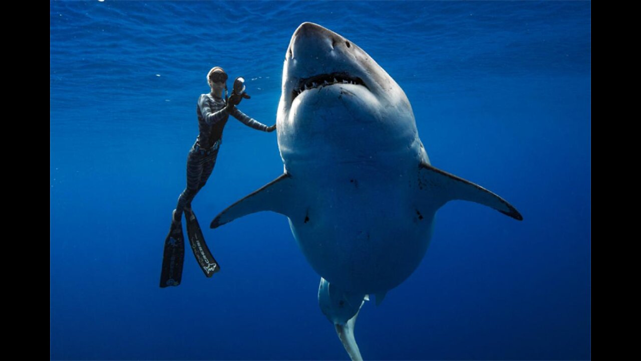 Ocean Ramsey Swims with Greath White Shark