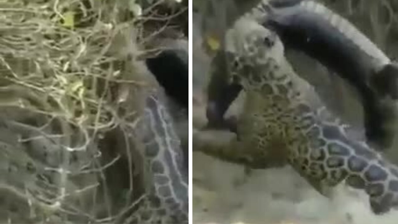 The jaguar performs the incredible attack on the alligator