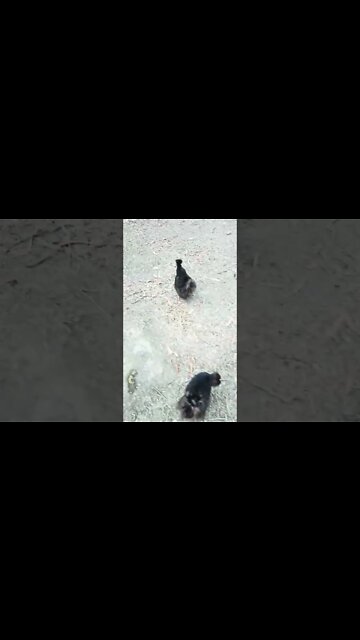 Silkies running around in the afternoon 21th November 2022