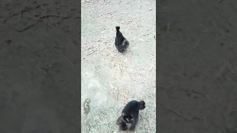 Silkies running around in the afternoon 21th November 2022