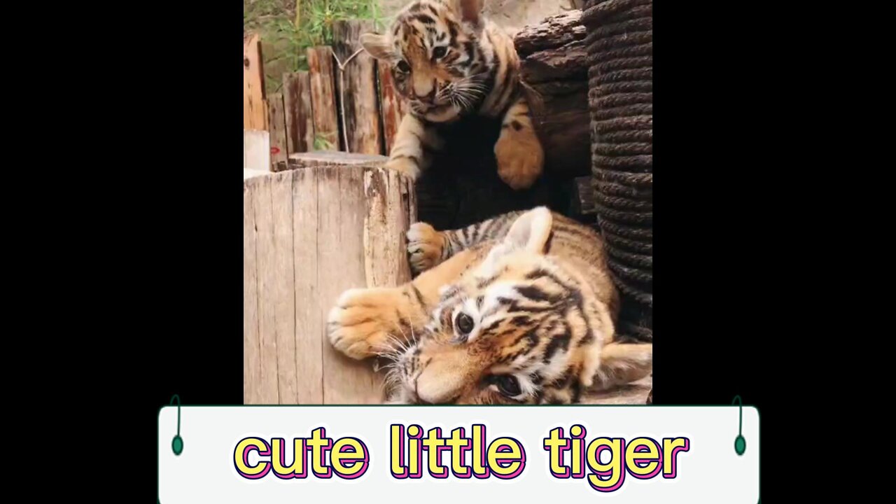 Nature animal tiger is very clever and clever