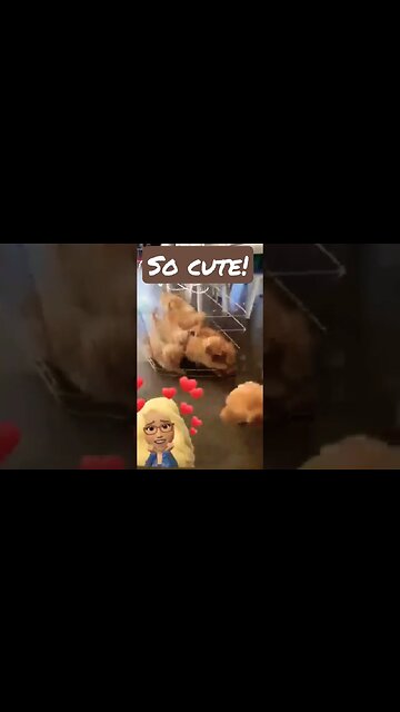 ···#dogsofinstagram #dog #dogs #dogstagram #instadog #puppy #doglover #dogs_of_instagram #dogslife