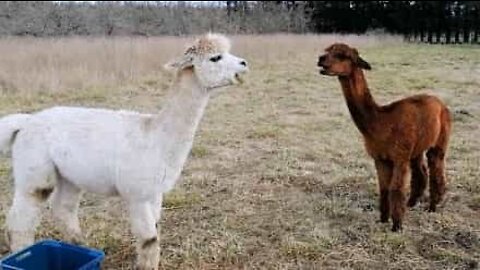 Alpacas sound each other out with epic vocal duel