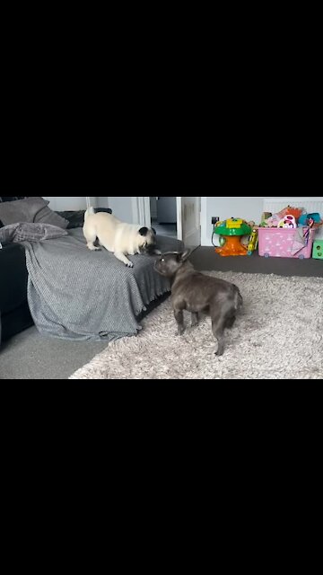 Pug Slams His Paws In Excitement During Playtime