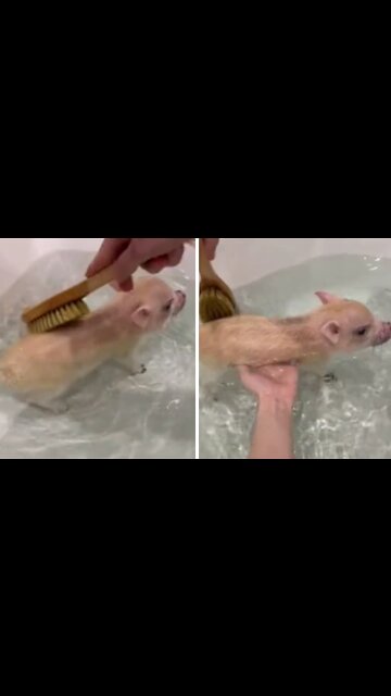 Mini pig bath time is the cutest thing you'll see today