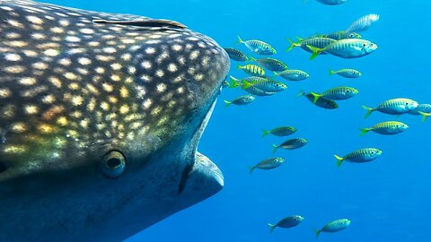 These Fishermen Are Helping Whale Sharks Thrive | Seven Worlds One Planet | BBC Earth