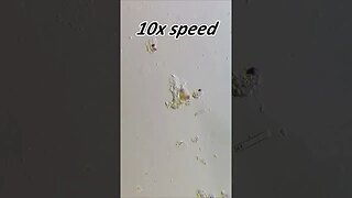 Amoeba 250x magnification, 10x speed #microscope #microbiology #shorts