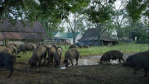 White%20Oak%20Pastures%20in%2030%20seconds.mp4