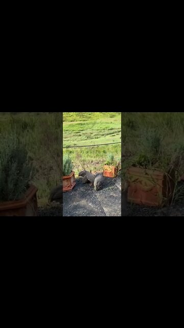 Baby guinea fowl explore - 11 weeks old