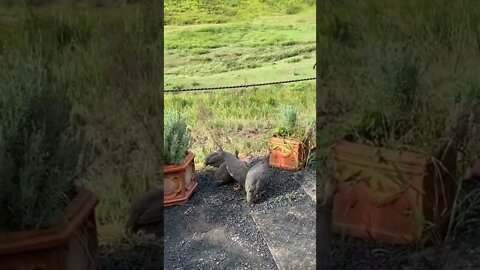 Baby guinea fowl explore - 11 weeks old