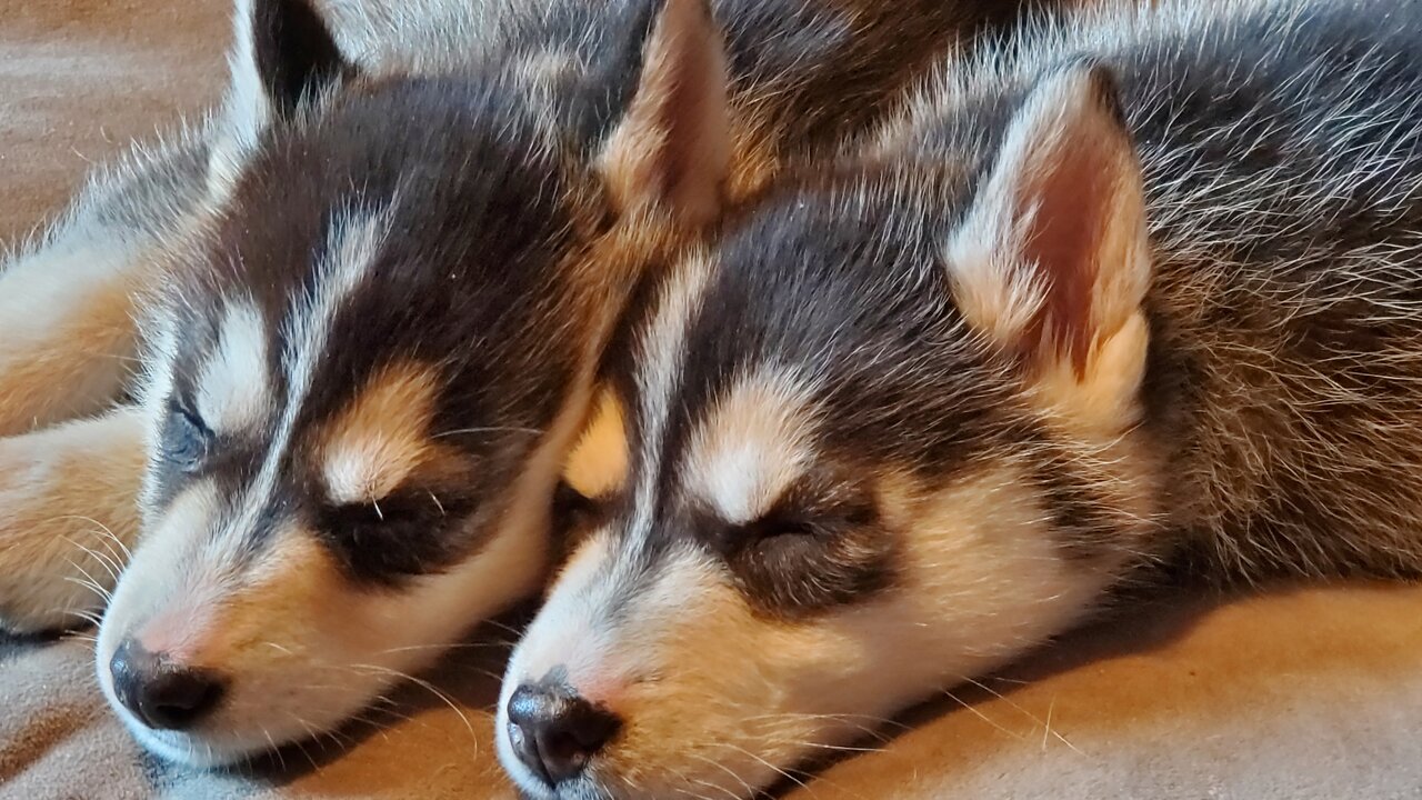 Lola and Zoe - The Ride Home