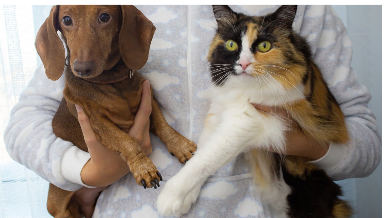 Cat and dog most funny vedio