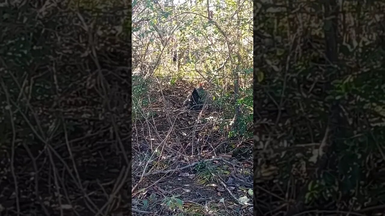 A HEN SHAKING HER HEAD (12/04/23)