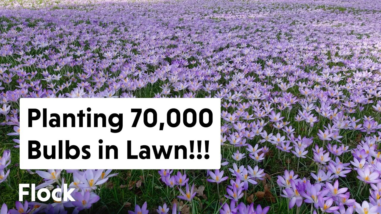 We Planted 70,000+ BULBS in Our Lawn!!! — Ep. 059