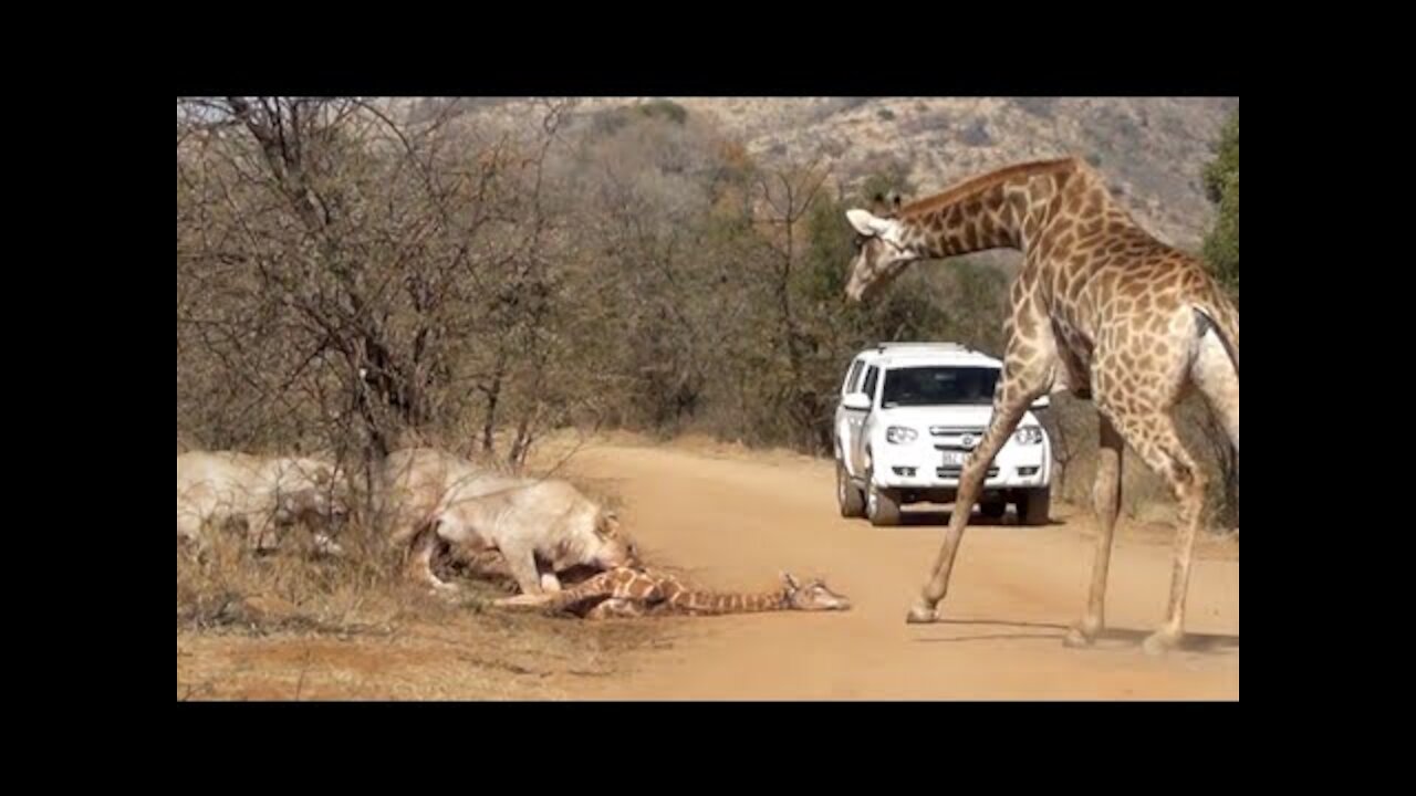 Giraffe Tries Saving her Calf From Hunting Lions