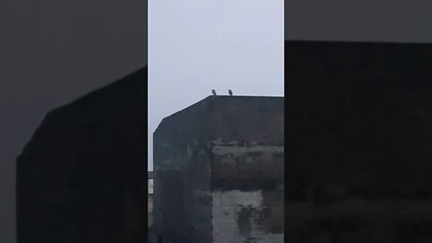 Owls enjoying the evening