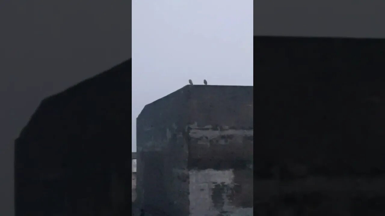 Owls enjoying the evening