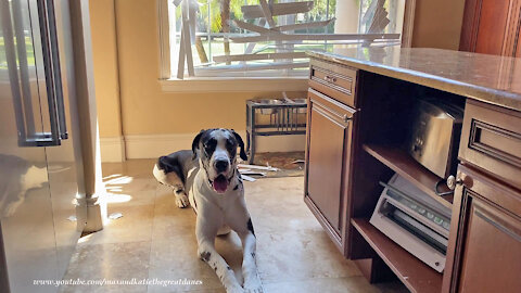 Innocent Looking Great Dane And Defective Exploding Blinds