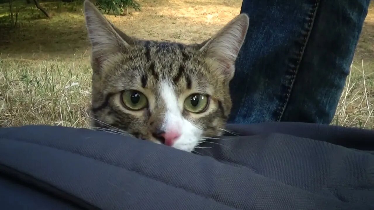 Small Cat Discovers Nature