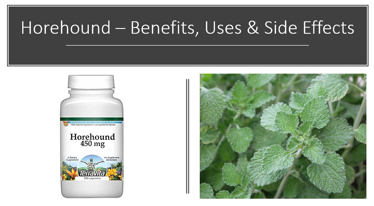 Horehound - Benefits, Uses & Side Effects