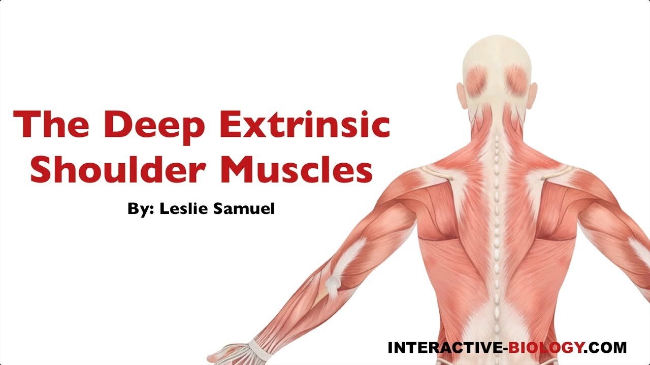 088 The Deep Extrinsic Shoulder Muscles