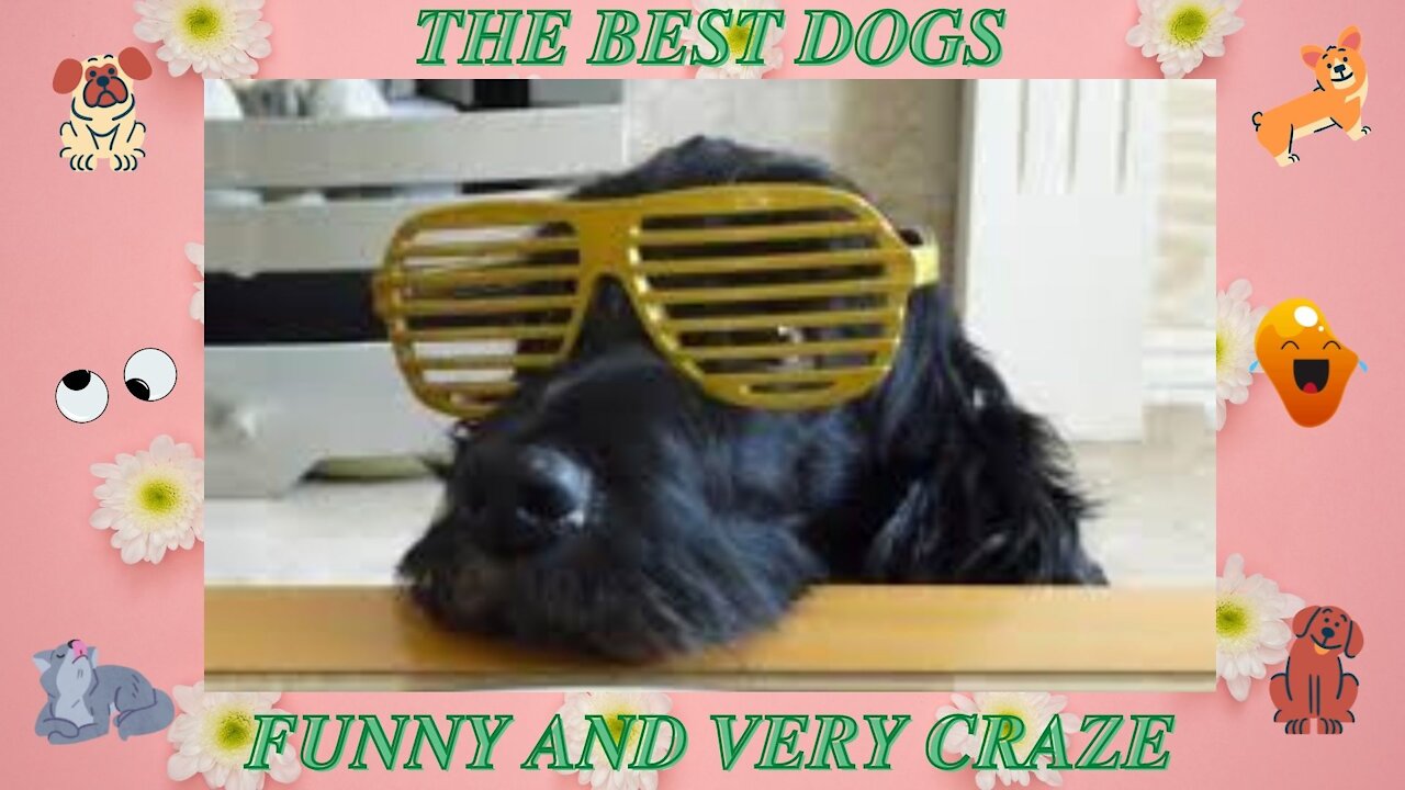 THE BEST DOGS SHOW VERY FUNNY