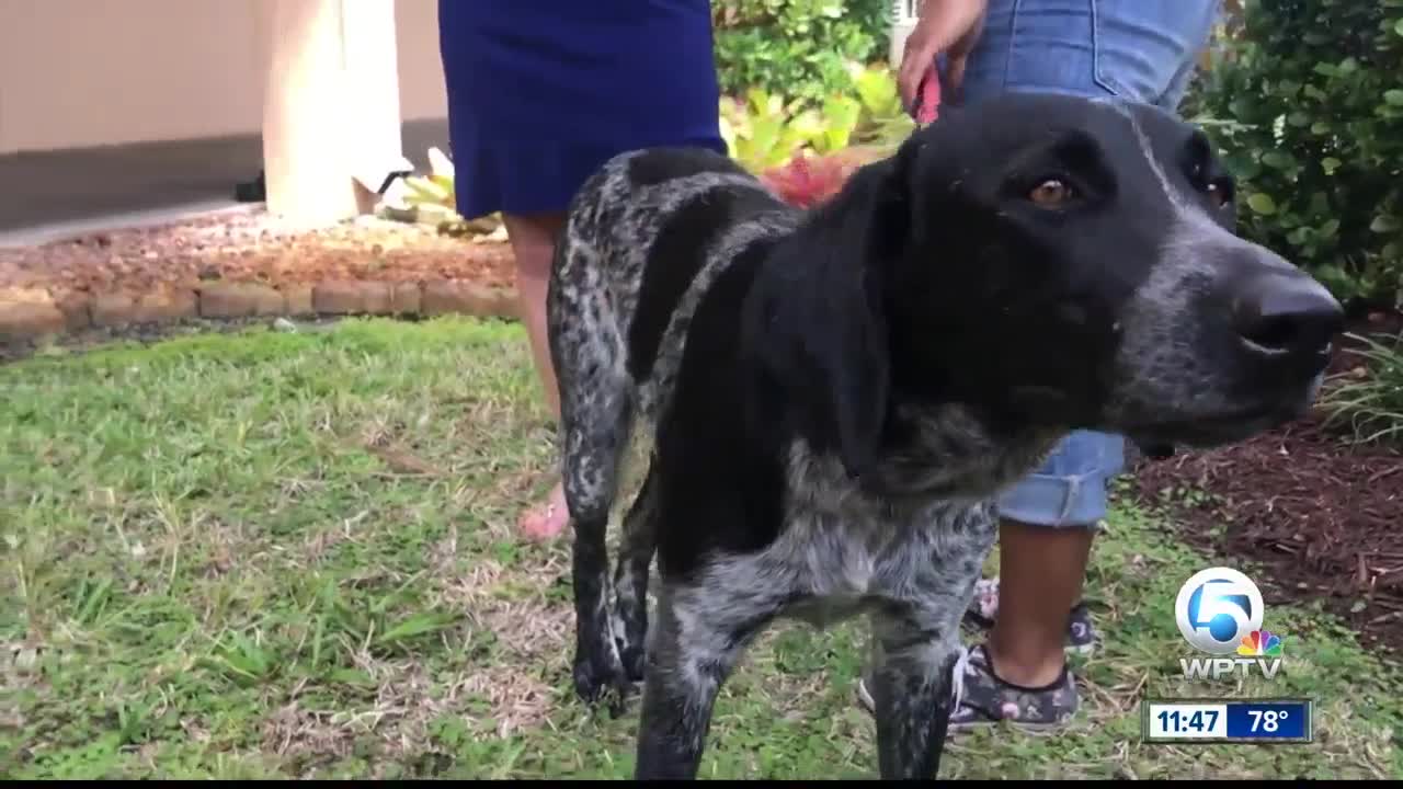 Wag Your Tail Wednesday: Buster and Honey