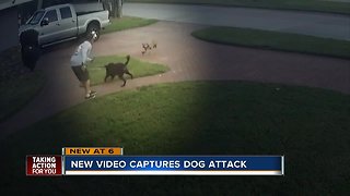 Video captures dog attack in St. Petersburg, child tries to break it up