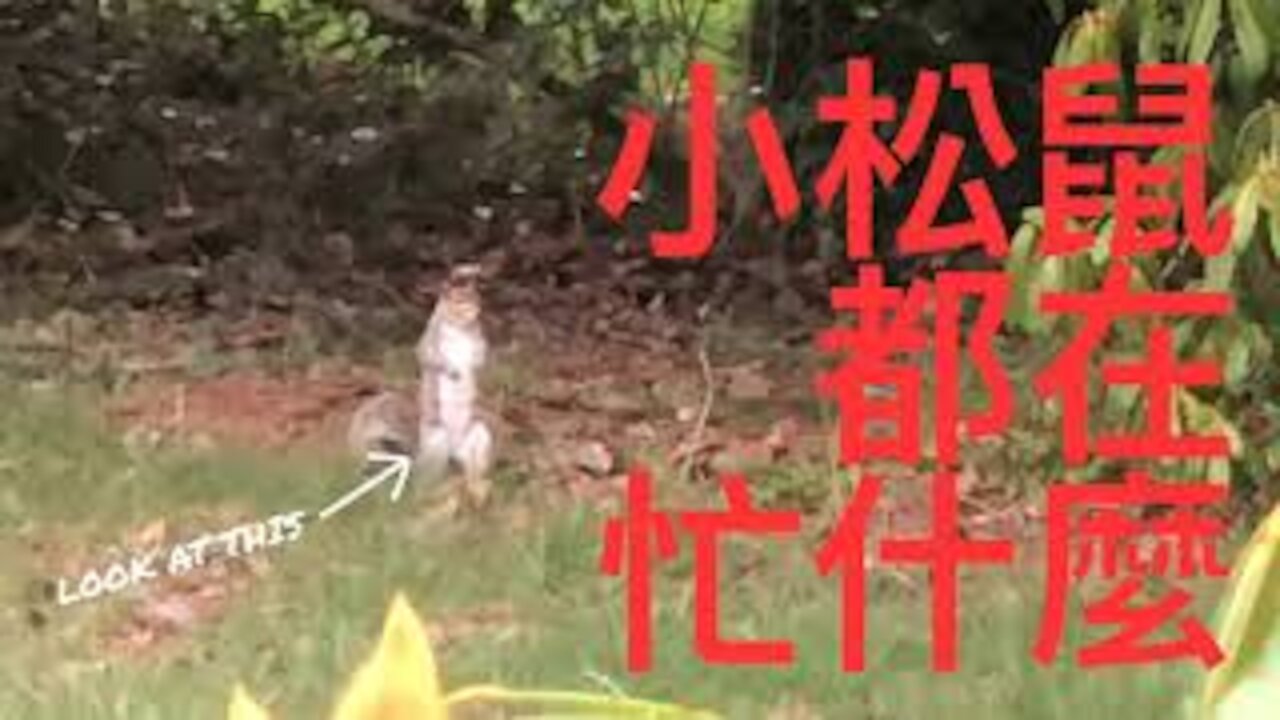 美國生活｜小松鼠都在做什麼？小松鼠衝蝦日常 What Does Squirrel Do In The Day? Funny Squirrel Video