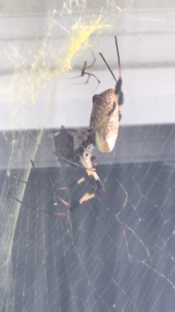 Wasp Meatloaf approved by Billy Hates