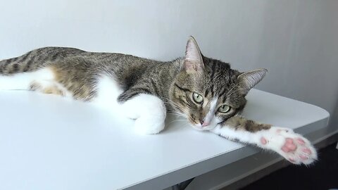 Sociable Cat Sits with Me while I Cook