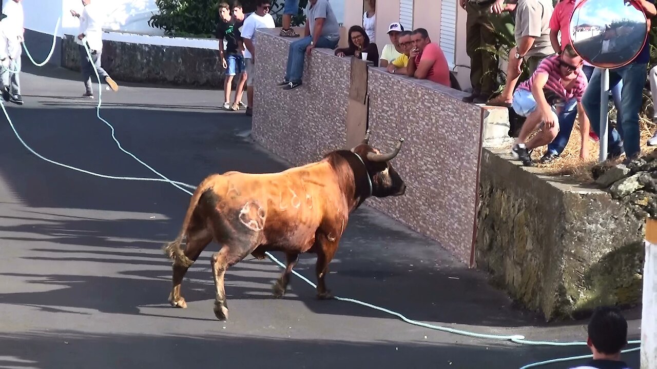 Tourada Ganadaria EG - Touros 286,294,289,12 - Rua Do Biscoito - 23Ago2015 - Ilha Terceira - Açores