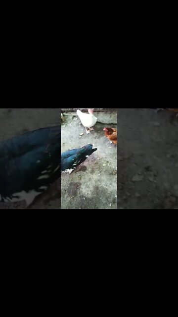 Good morning P2 and ducks