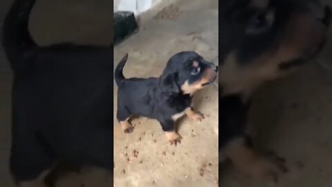 Angry dog