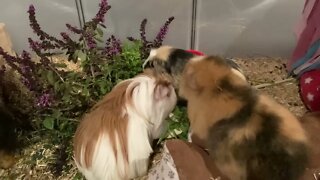 My Guinea pigs enjoying some fresh veggies