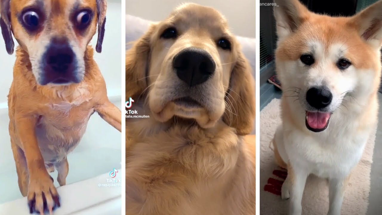 Best of the Funniest and Cutest DOG Videos! 🐕🐕