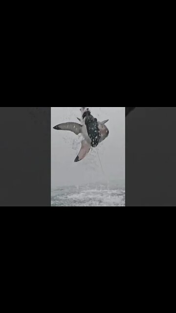 Did you see it? #ඔයා ඌව දැක්කද? (هل رأيته)(आपने इसे देखा था) #beautifulworld