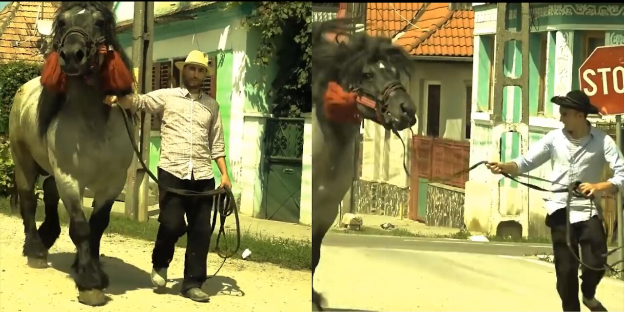 Training a giant horse