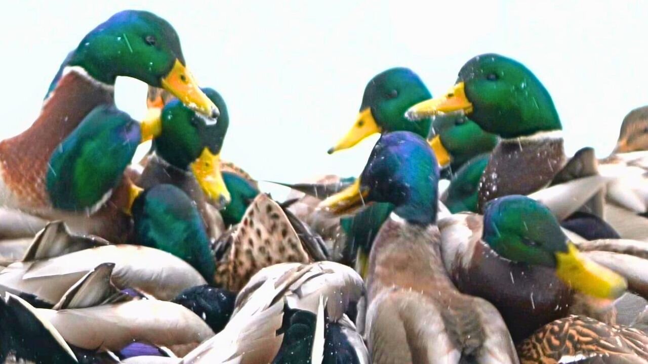 Arctic Mallard Ducks Playing King of the Hill in Snow