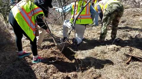 Volunteers remove buffelgrass as wildfire season approaches