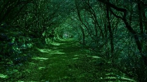 Walking Path In Magical Forest