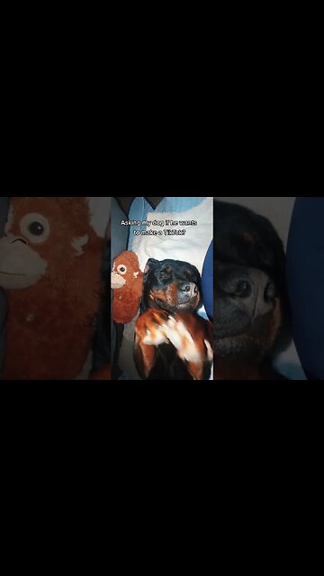 Never interrupt a Rottweiler mid nap 😡🔥⭐ #rottweiler #rottweilerpuppy #dogs