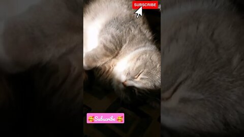 Sleeping Cat video 🥰🥰💕💕 #shorts #cats #catlovers #catvideos