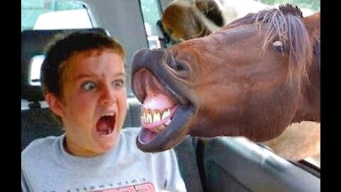 Funny animals and kids