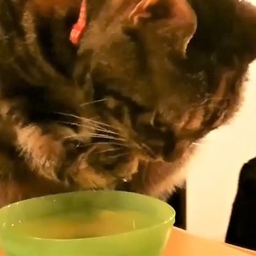 Sophisticated cat has unique method of drinking water