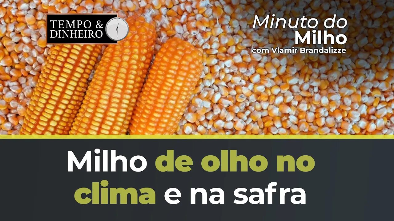 Milho de olho no clima e na safra