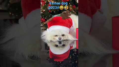 #xmas dog 2023#😃🤣 2023