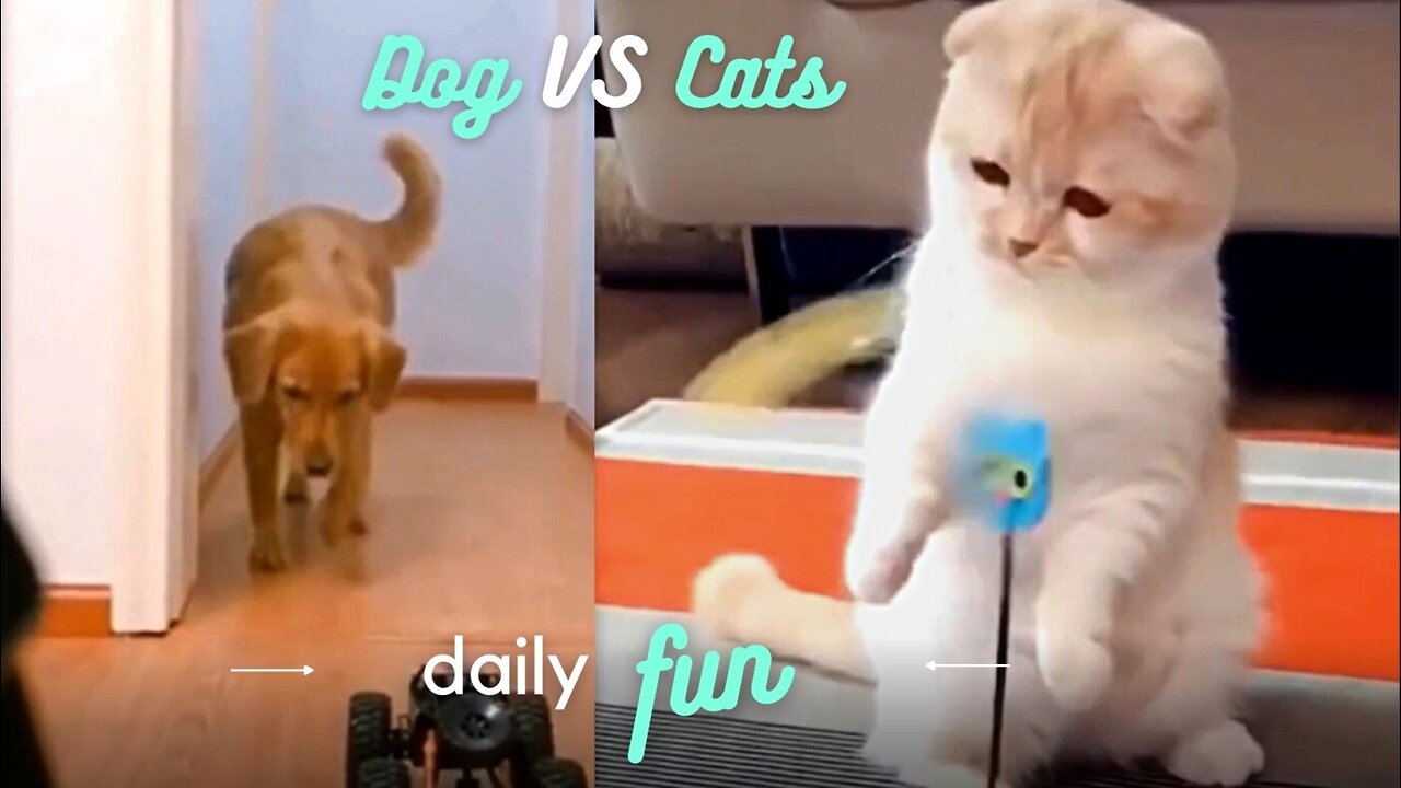 Cute Cats VS Good Dog - Funny Animals